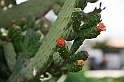 Kanary_2010 187